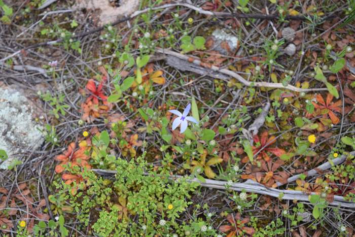 Cyanicula - Orchid-blue-fairy2-Orchid-Ridge-Sep-2018p0005.JPG